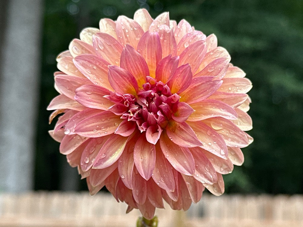 Sandia Ruthie