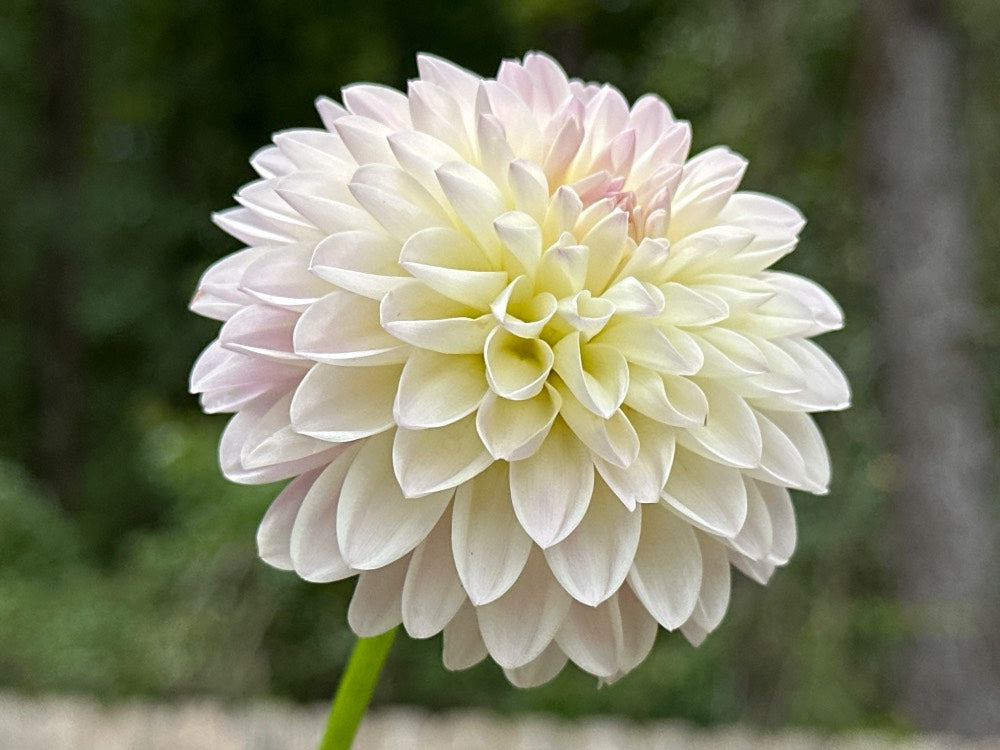 Tahoma Stellar Feller