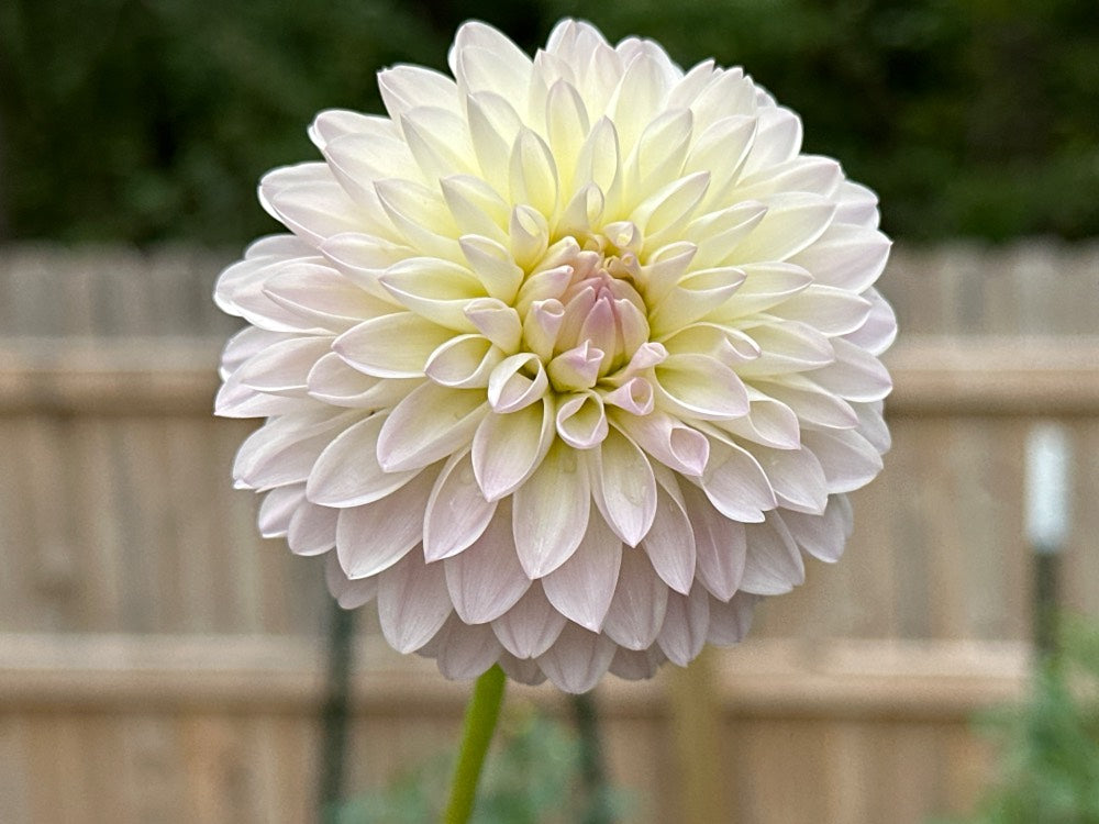 Tahoma Stellar Feller