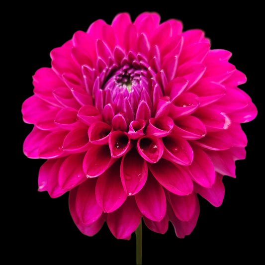Hollyhill Berry Purple