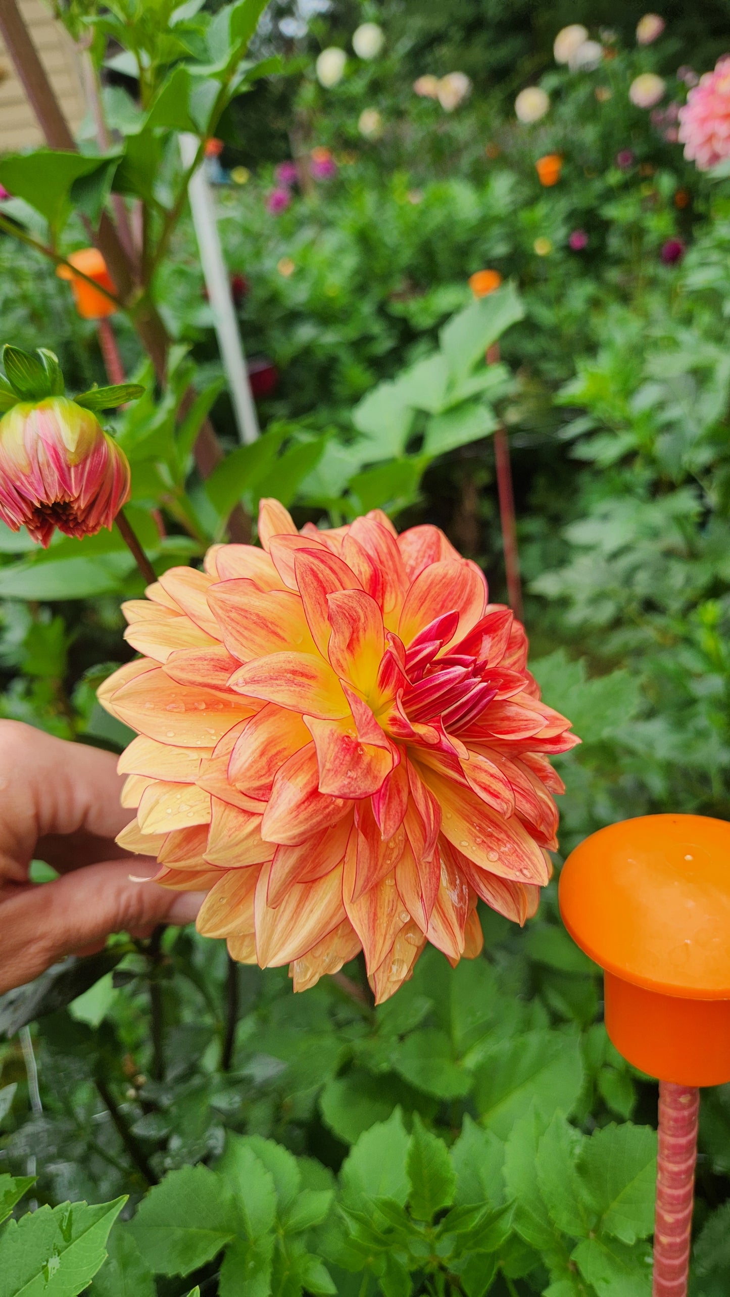 (Tuber) Bloomquist Globe