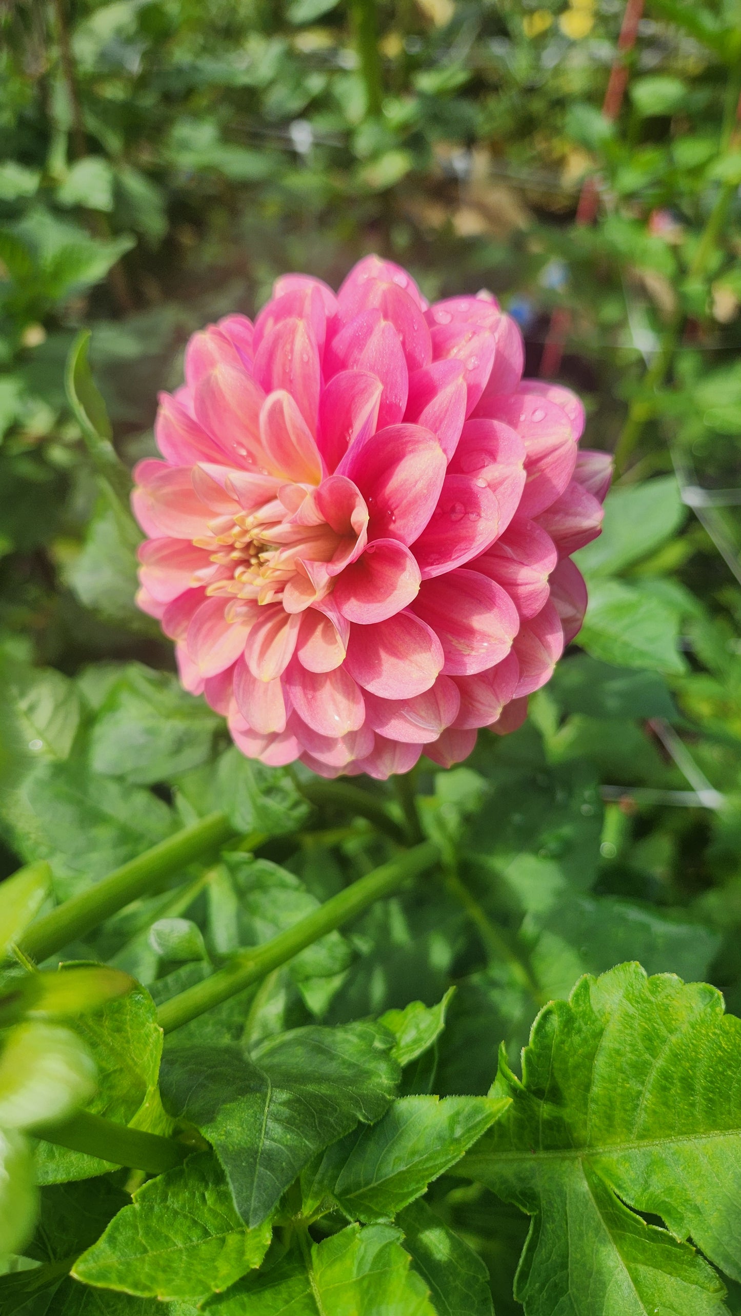 (Tuber) Milena Fleur