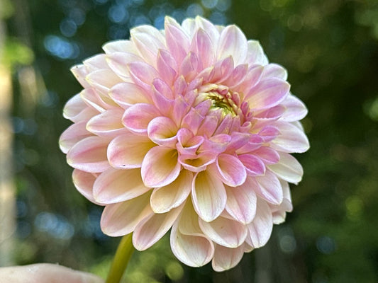 20th Ave Softer Peach