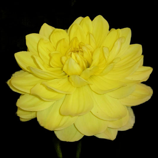 Fern Irene