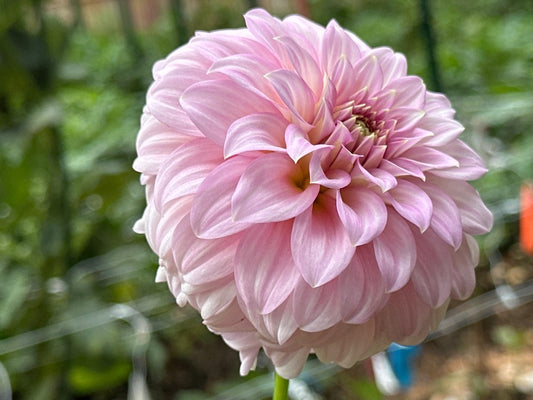 Araluen Leatrice