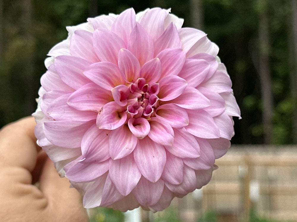 Araluen Leatrice