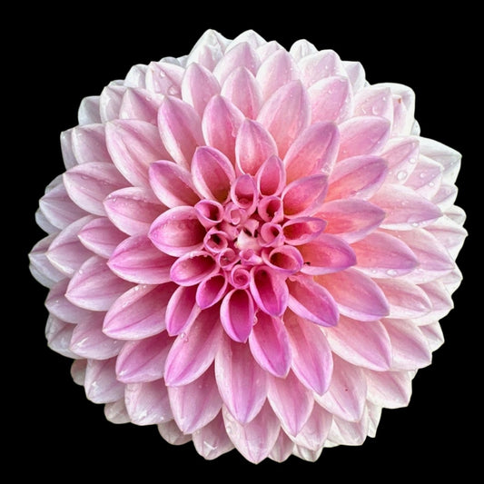 Bracken Rose