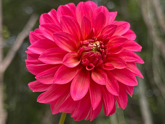 Clearview Cinnabar
