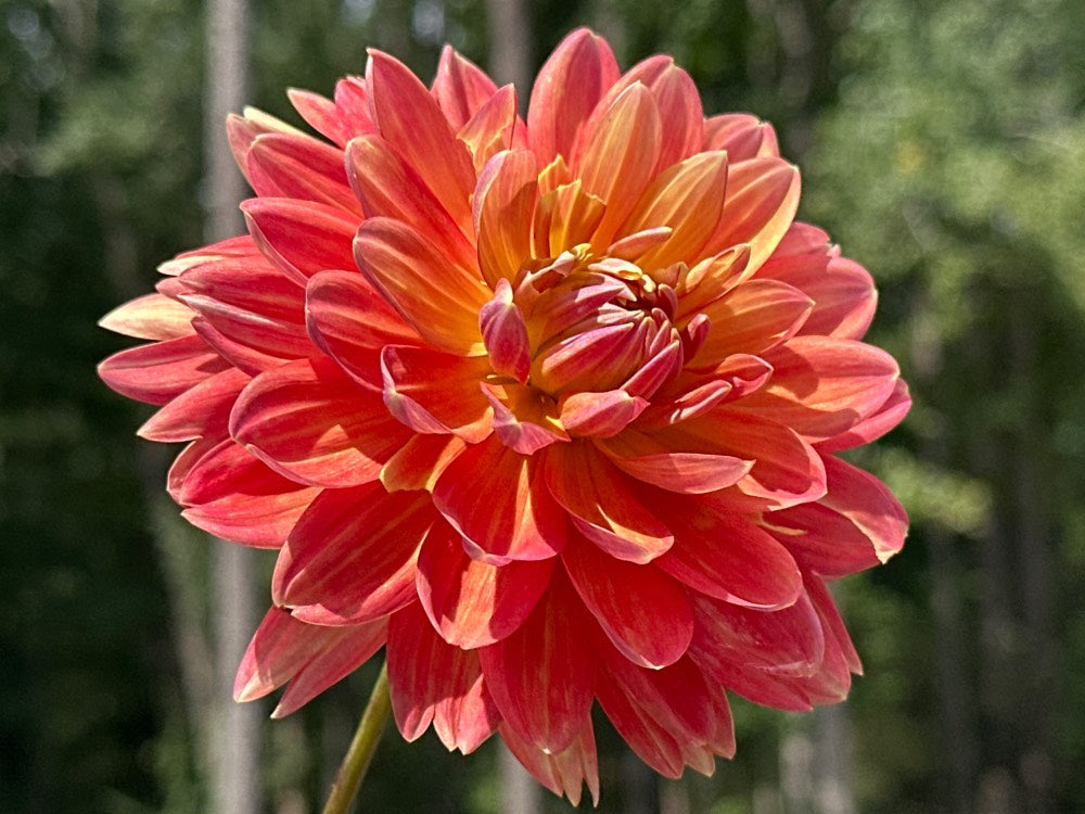 Crazy Velvet