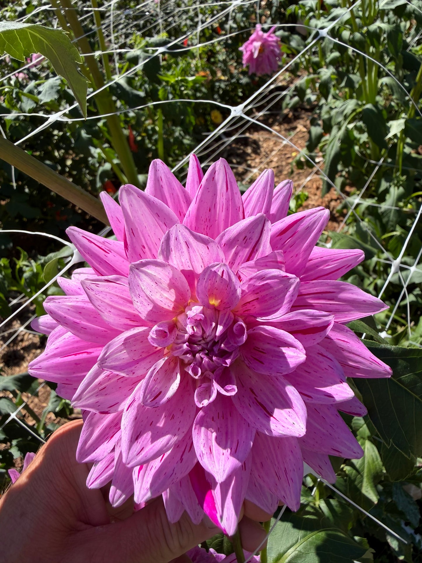 18th Surgical Hospital