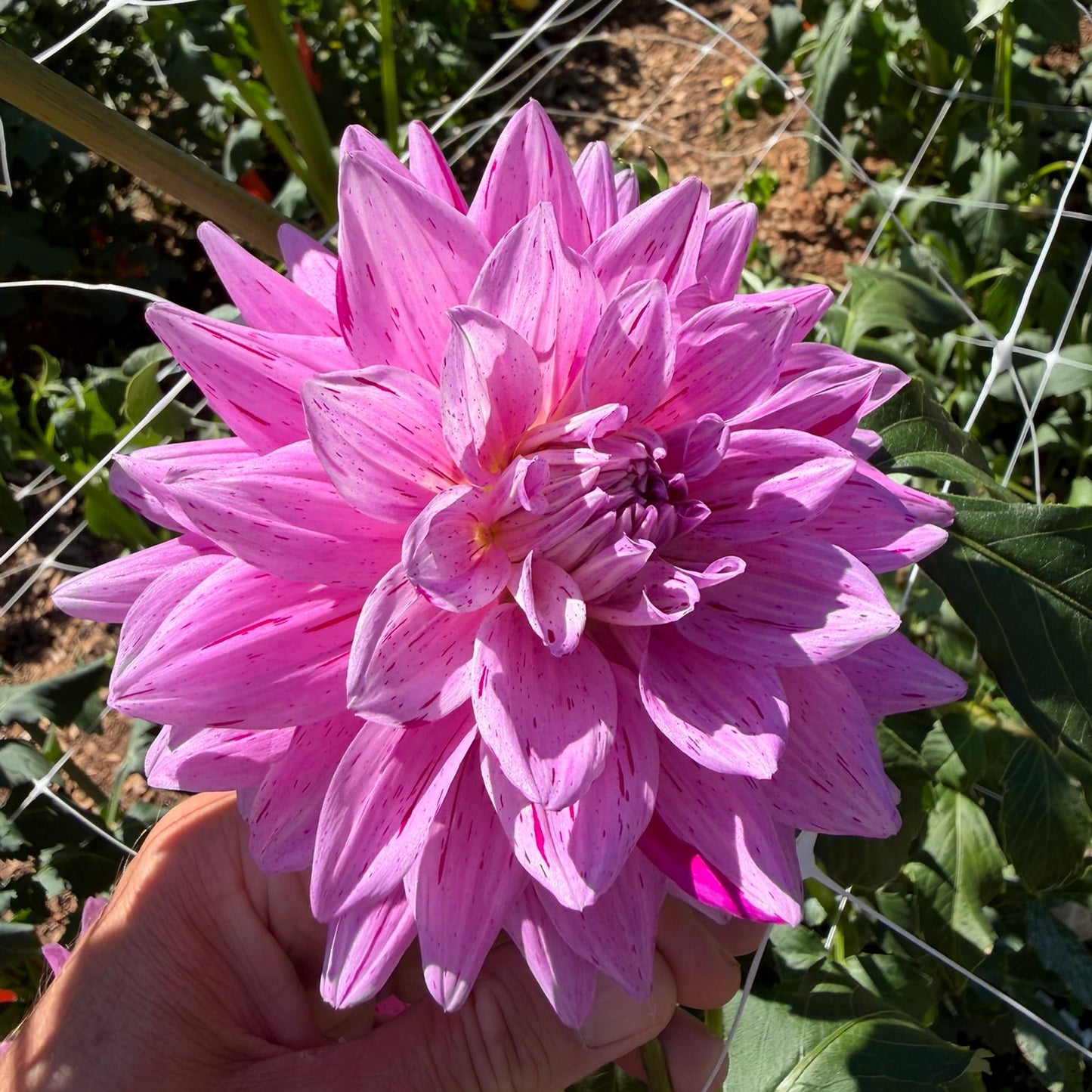 18th Surgical Hospital