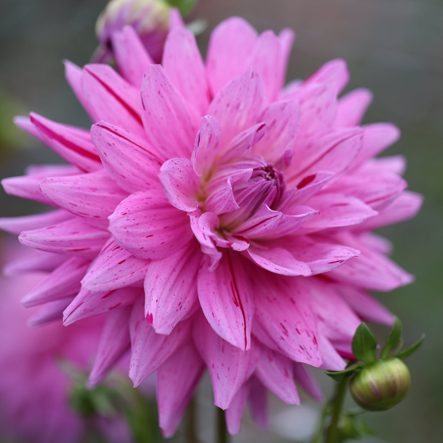 18th Surgical Hospital