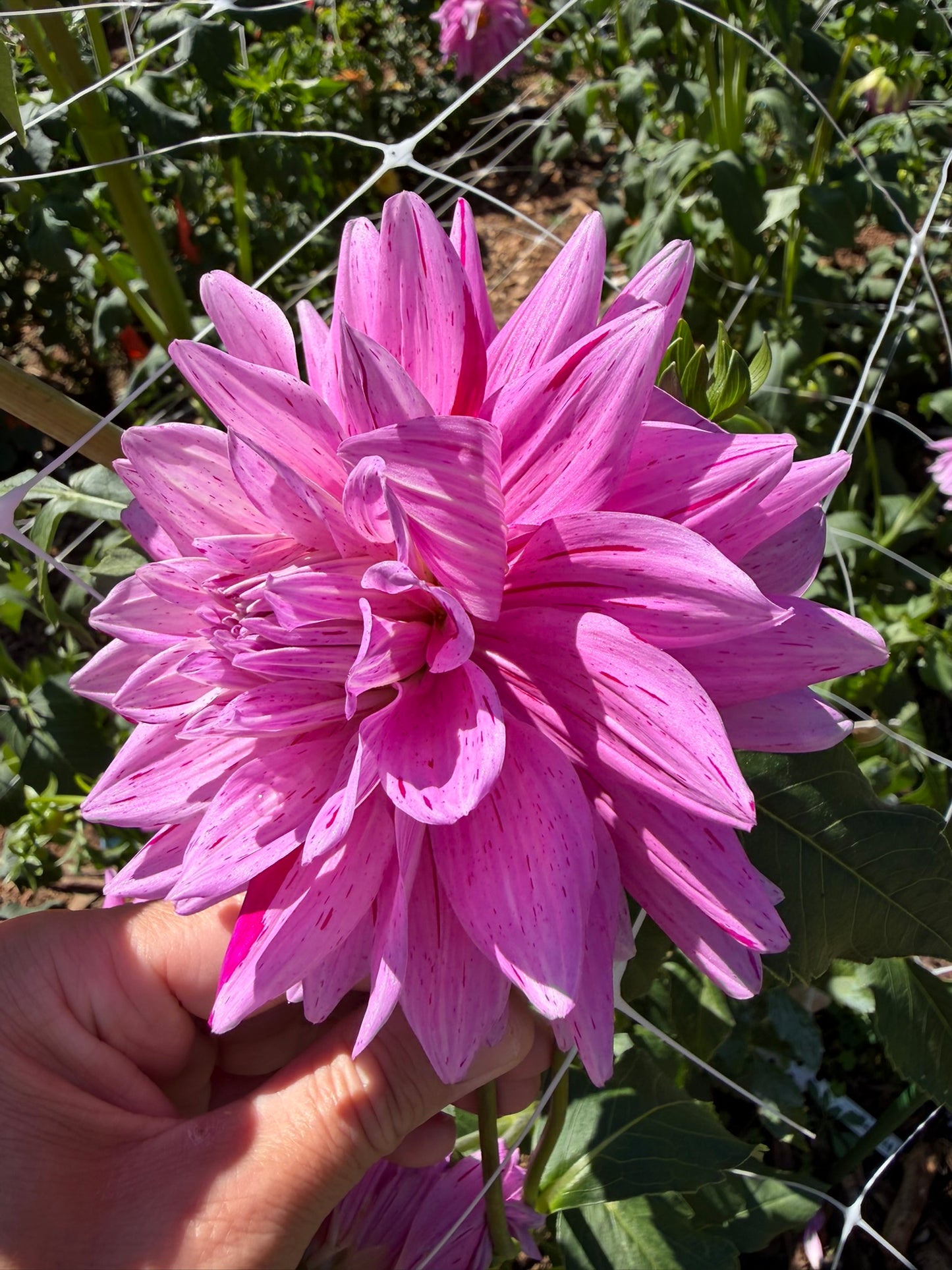 18th Surgical Hospital