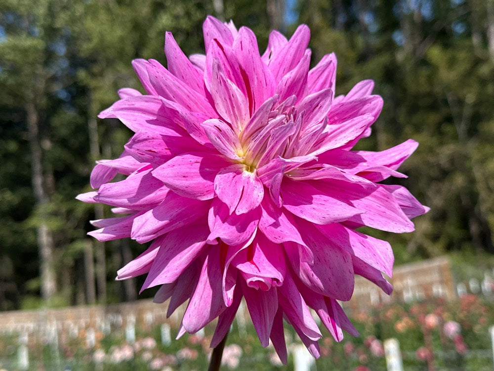 18th Surgical Hospital