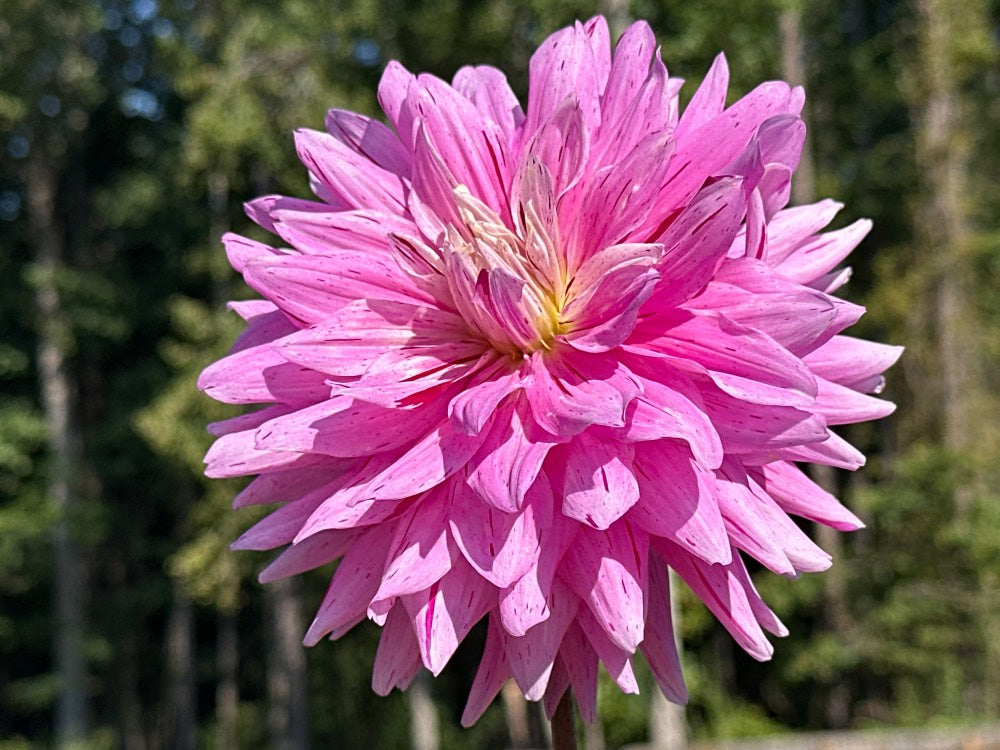 18th Surgical Hospital