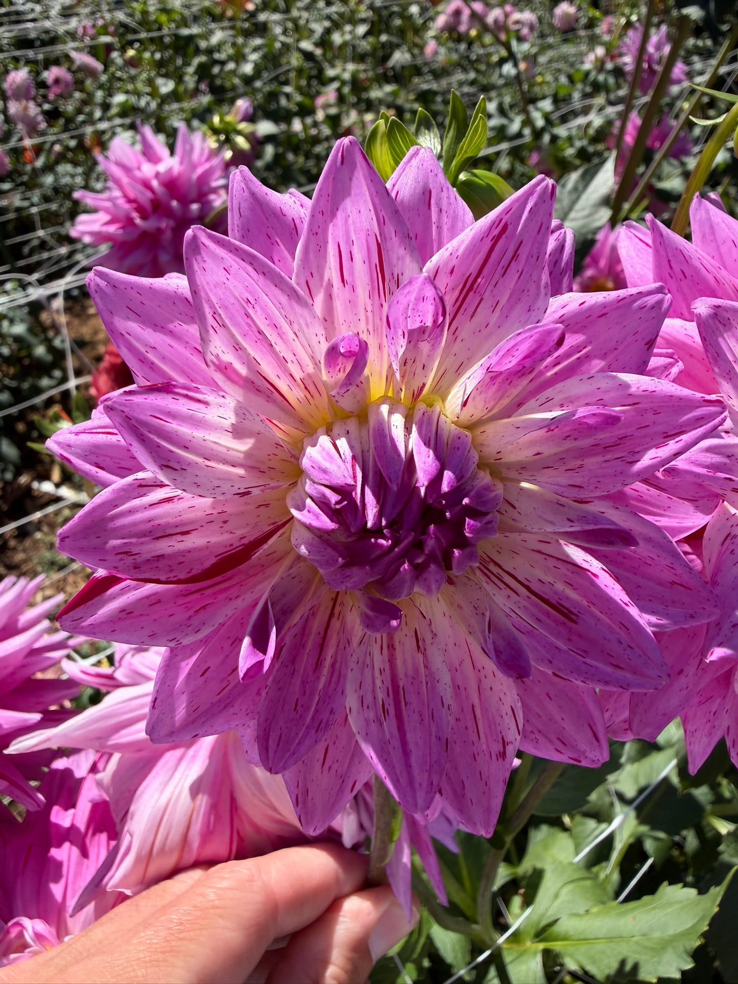 18th Surgical Hospital