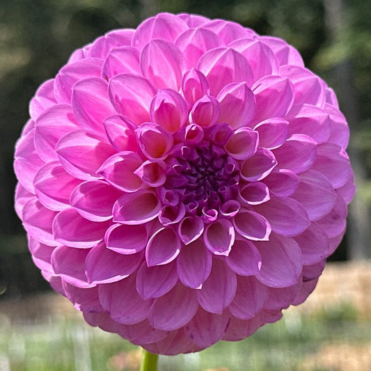 20th Ave Pure Prince