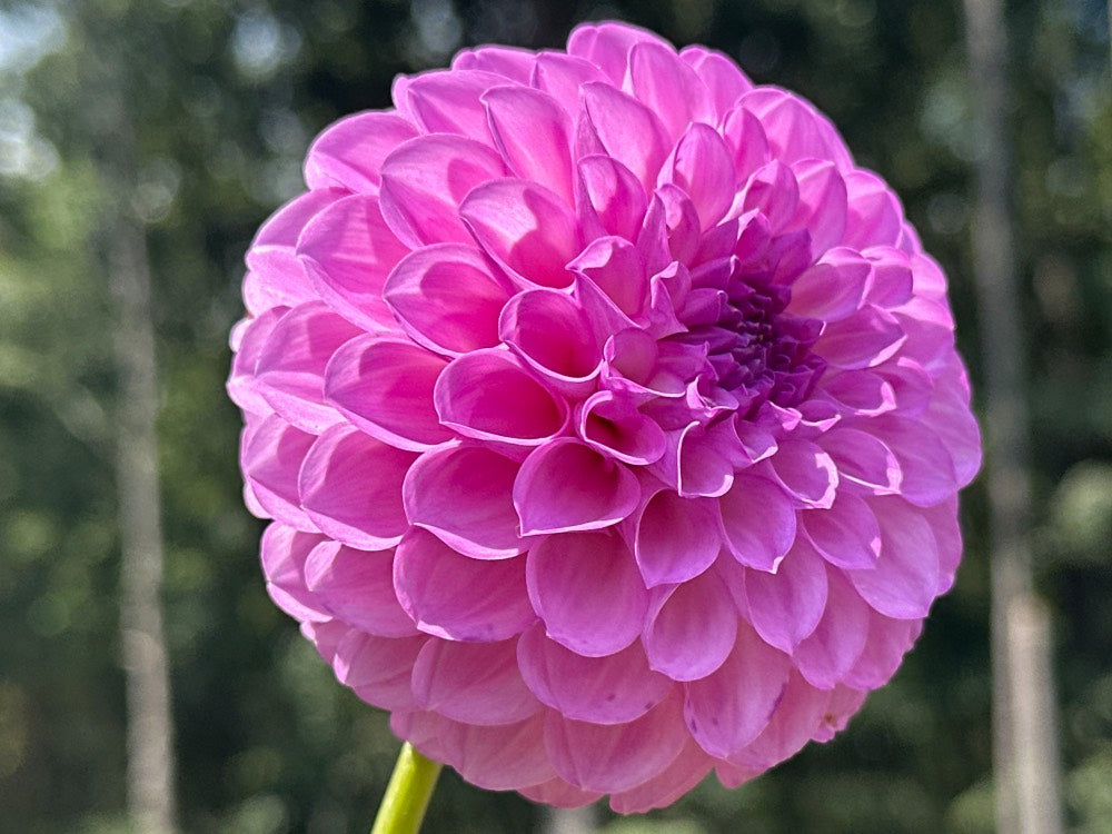 20th Ave Pure Prince