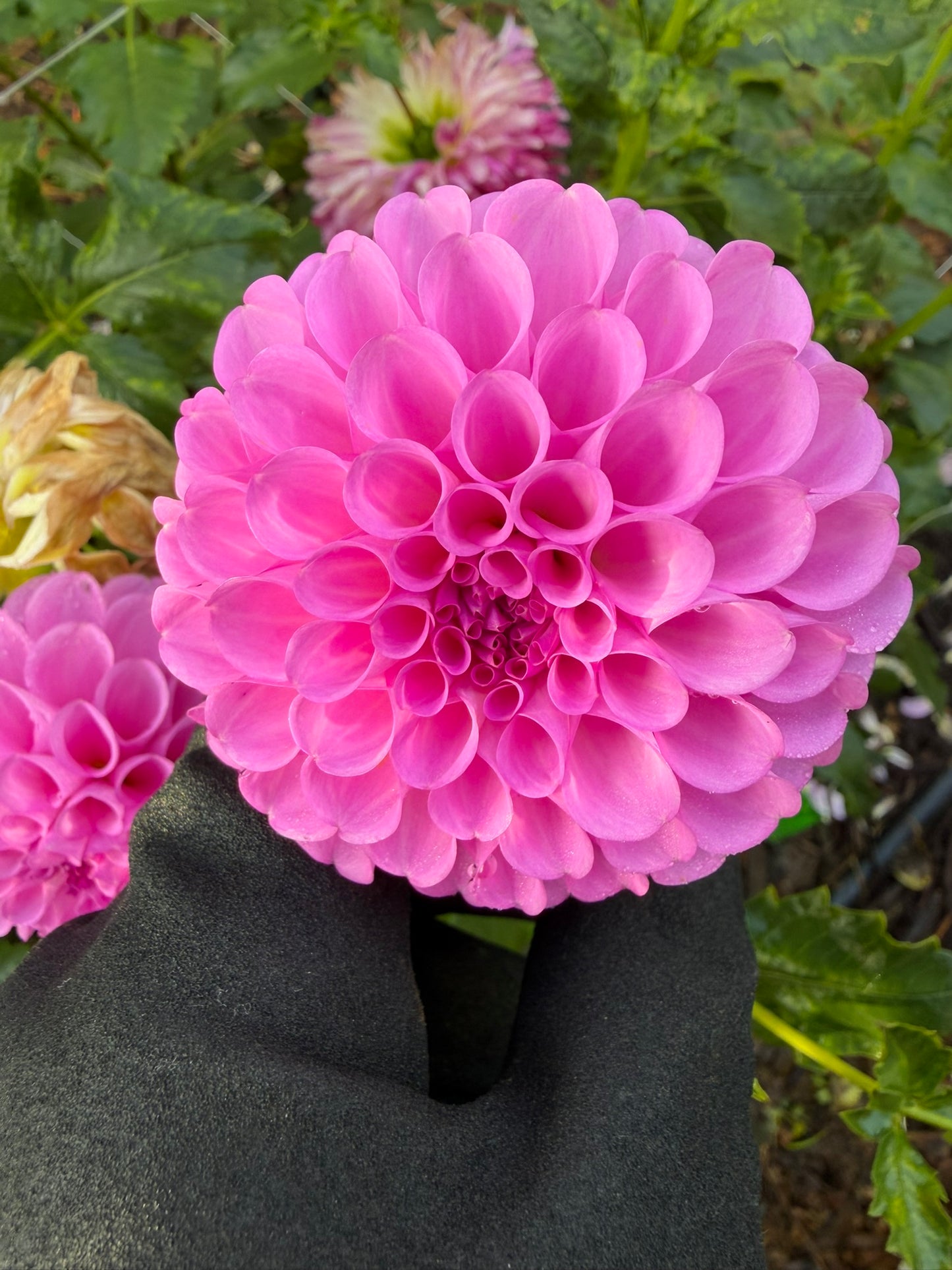 20th Ave Pure Prince