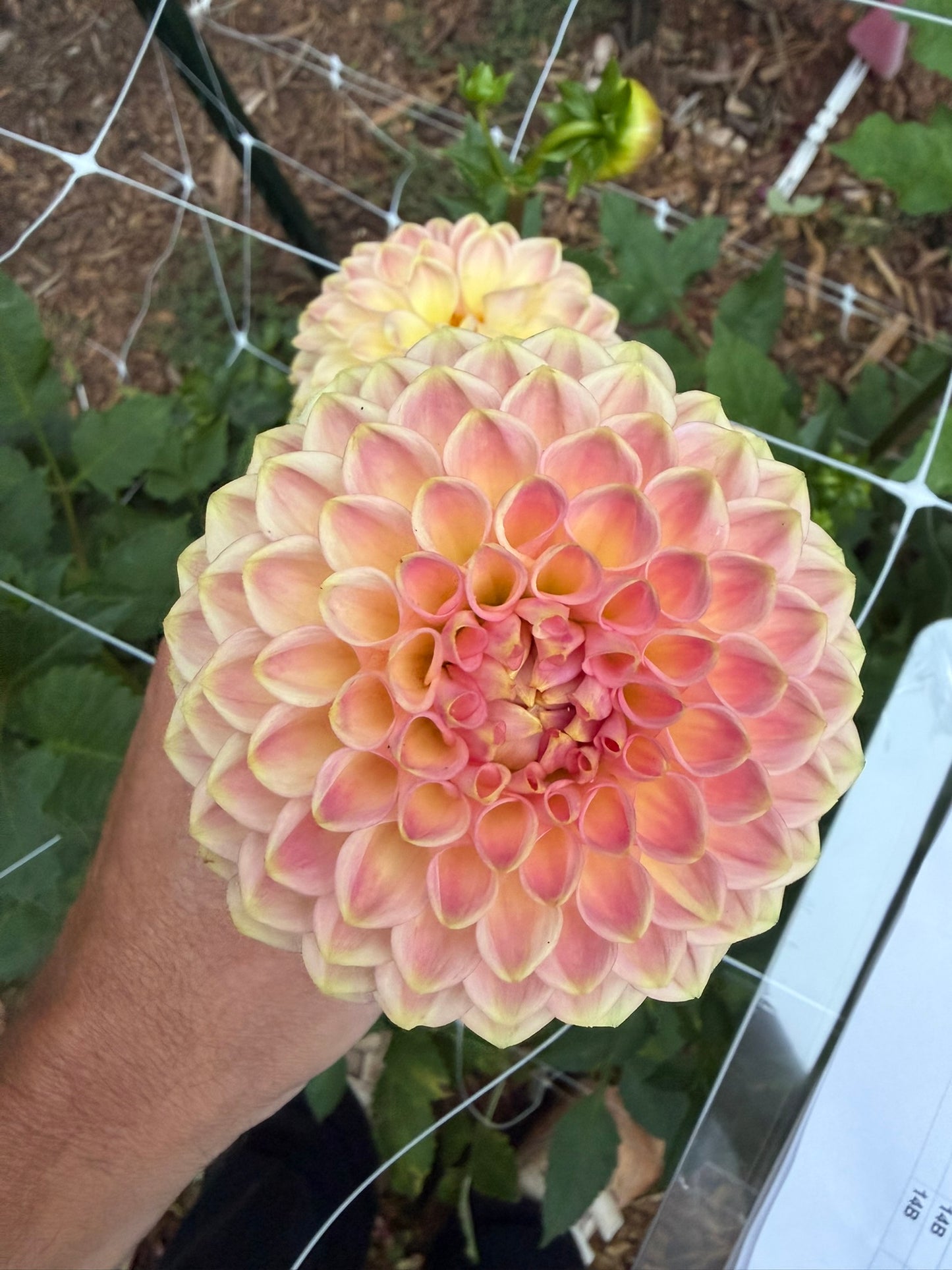 20th Ave Softer Peach