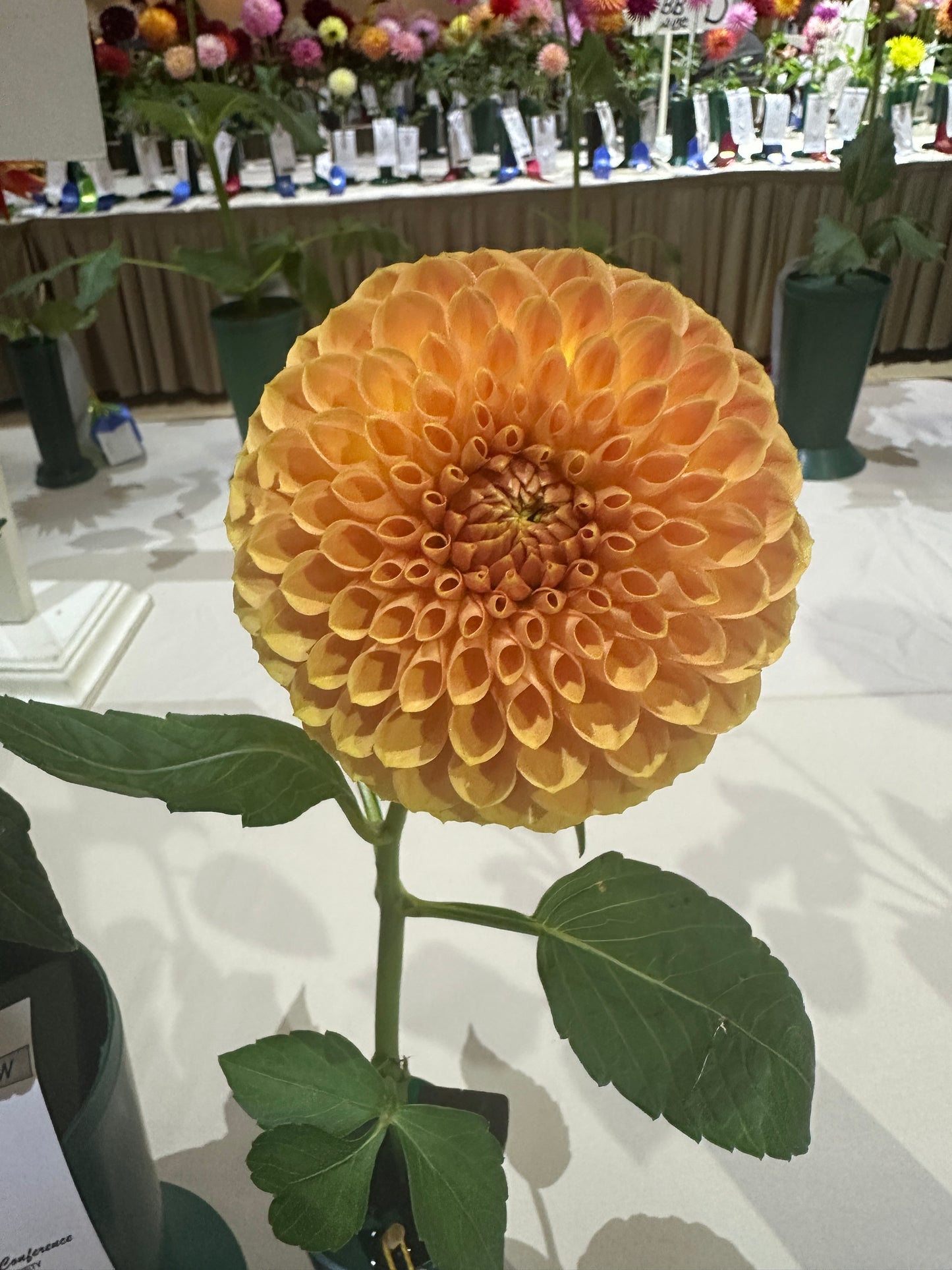 20th Ave Softer Peach