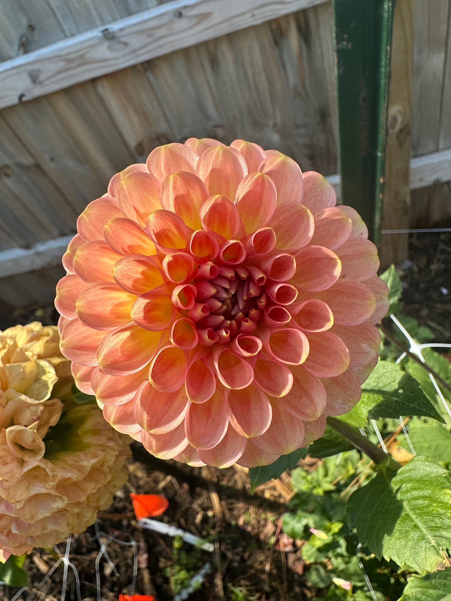 20th Ave Softer Peach