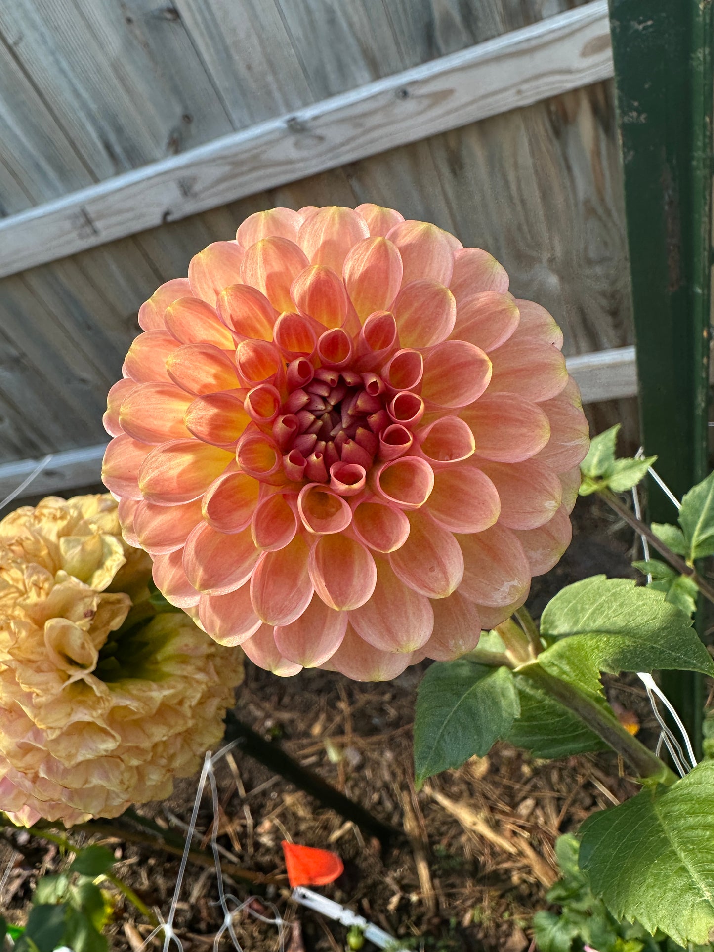 20th Ave Softer Peach