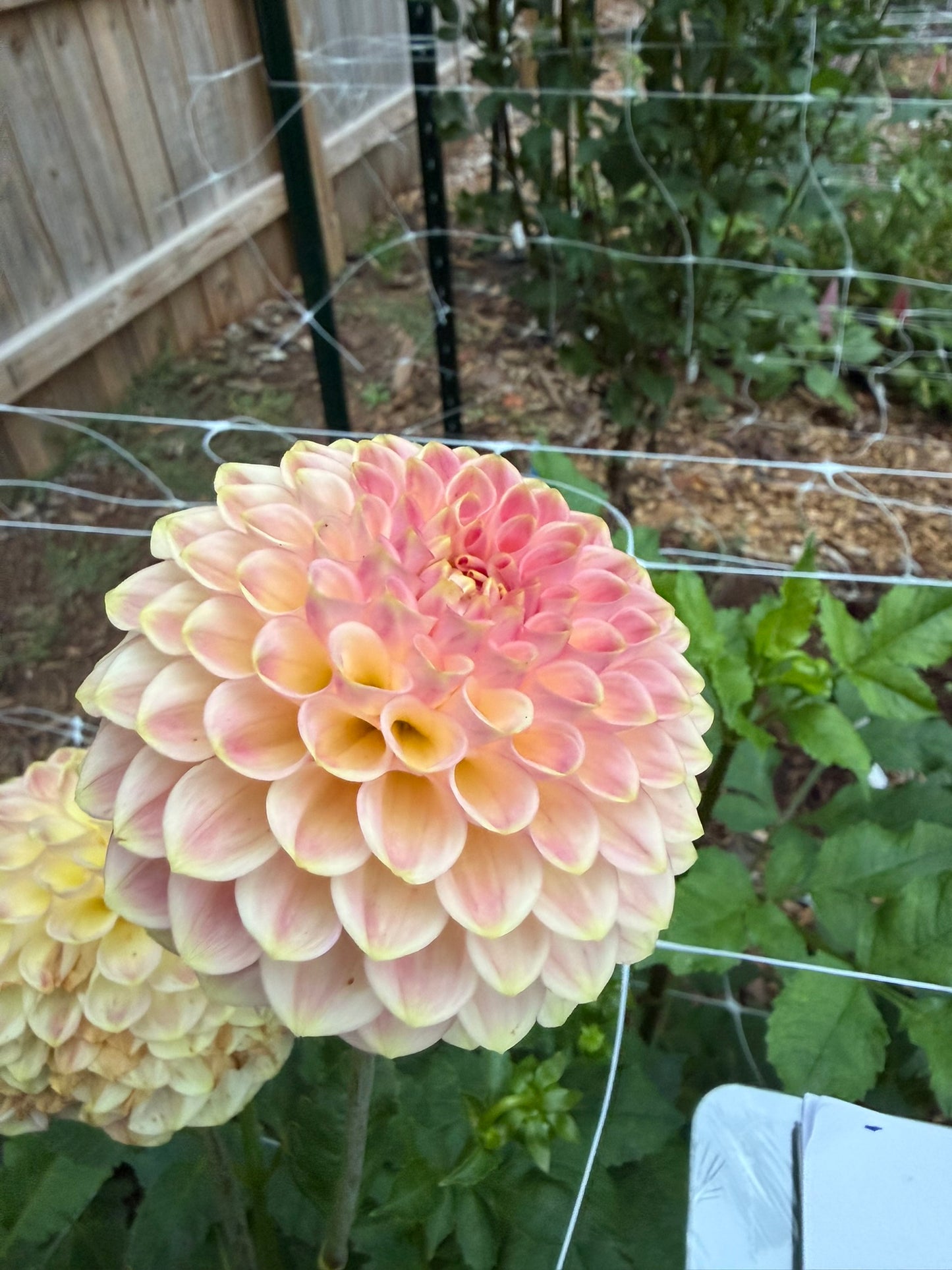 20th Ave Softer Peach