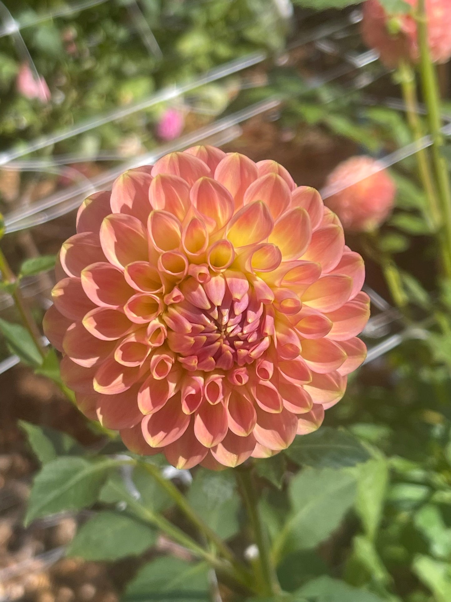 20th Ave Softer Peach