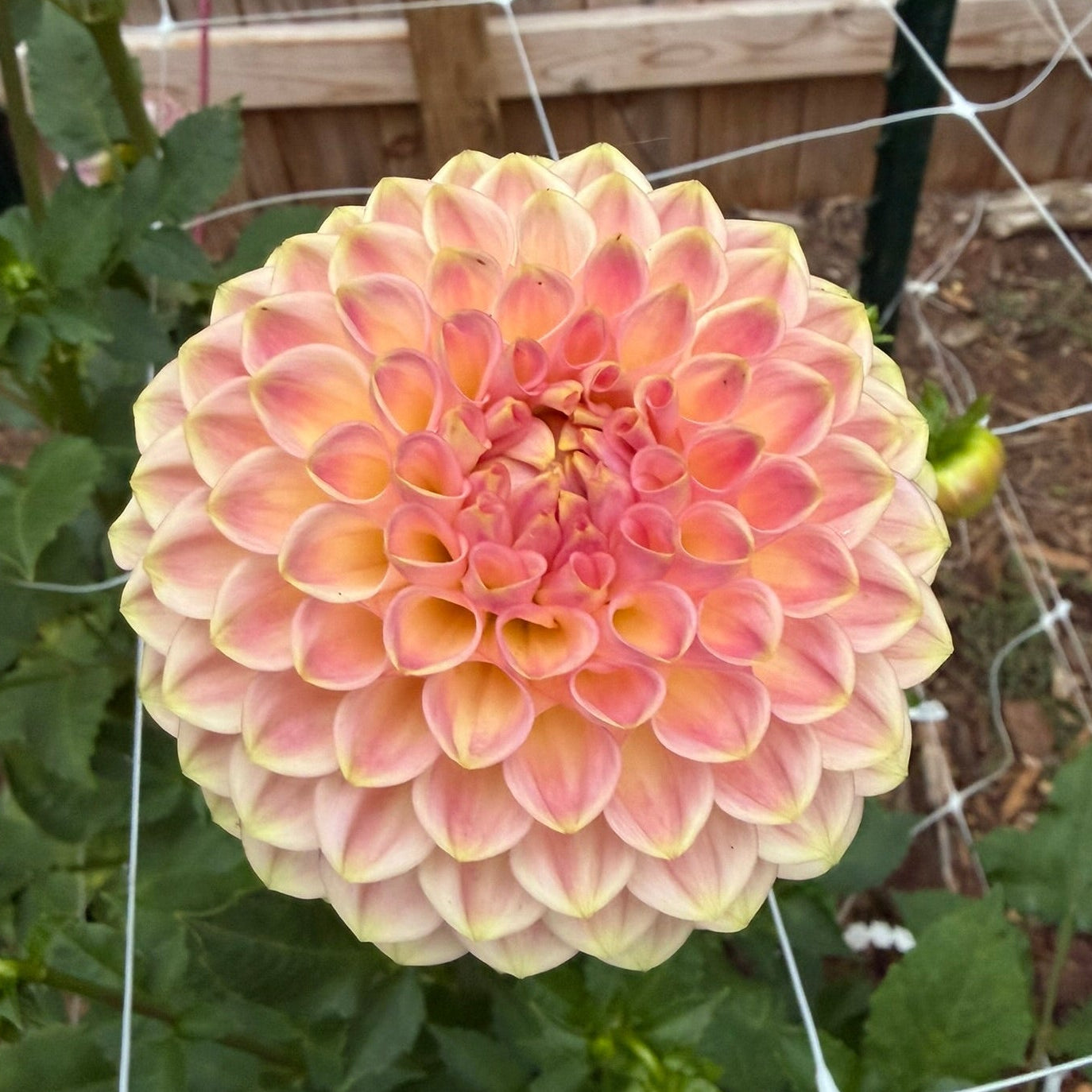 20th Ave Softer Peach
