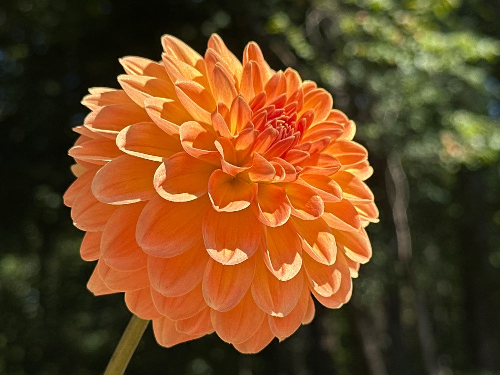 Amber Crystal