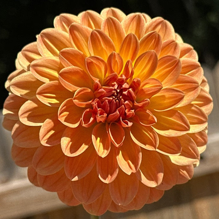 Amber Crystal