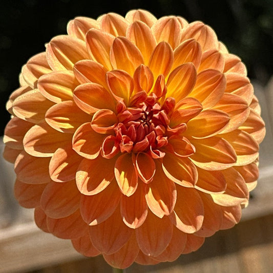 Amber Crystal