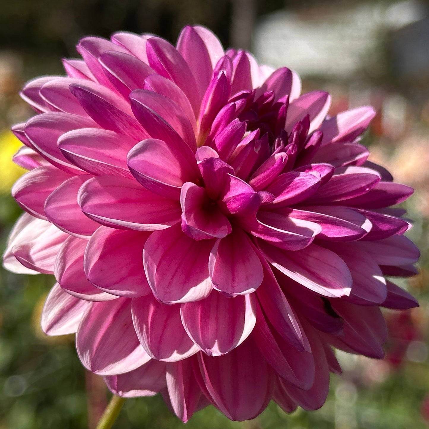 Anne Marie