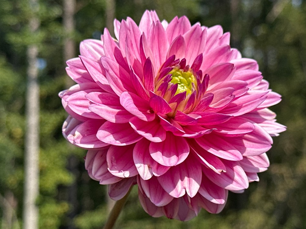 Anne Marie