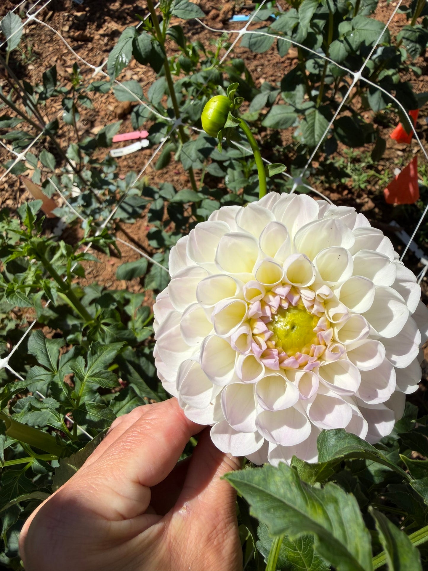Aprila Pileni
