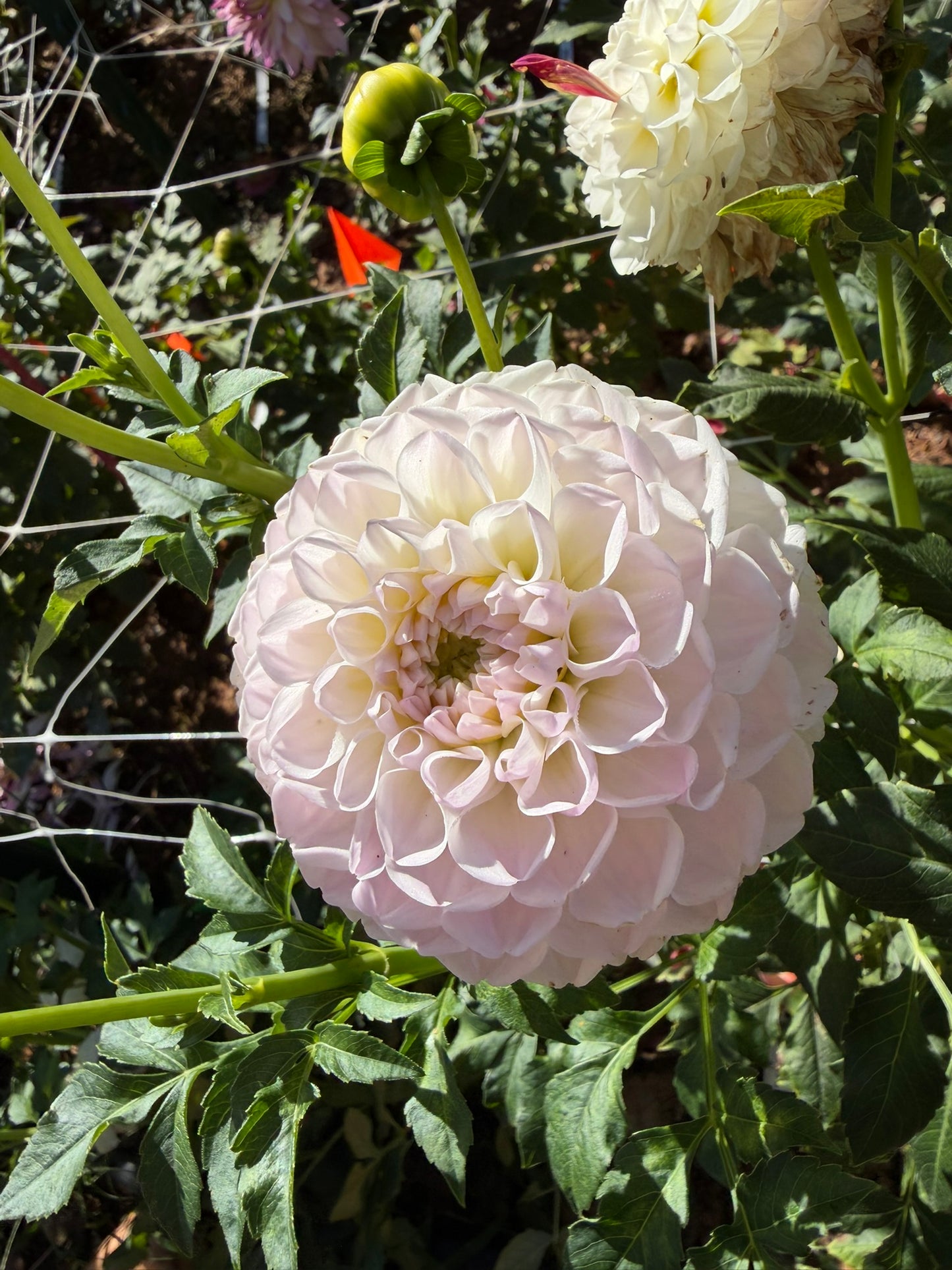 Aprila Pileni