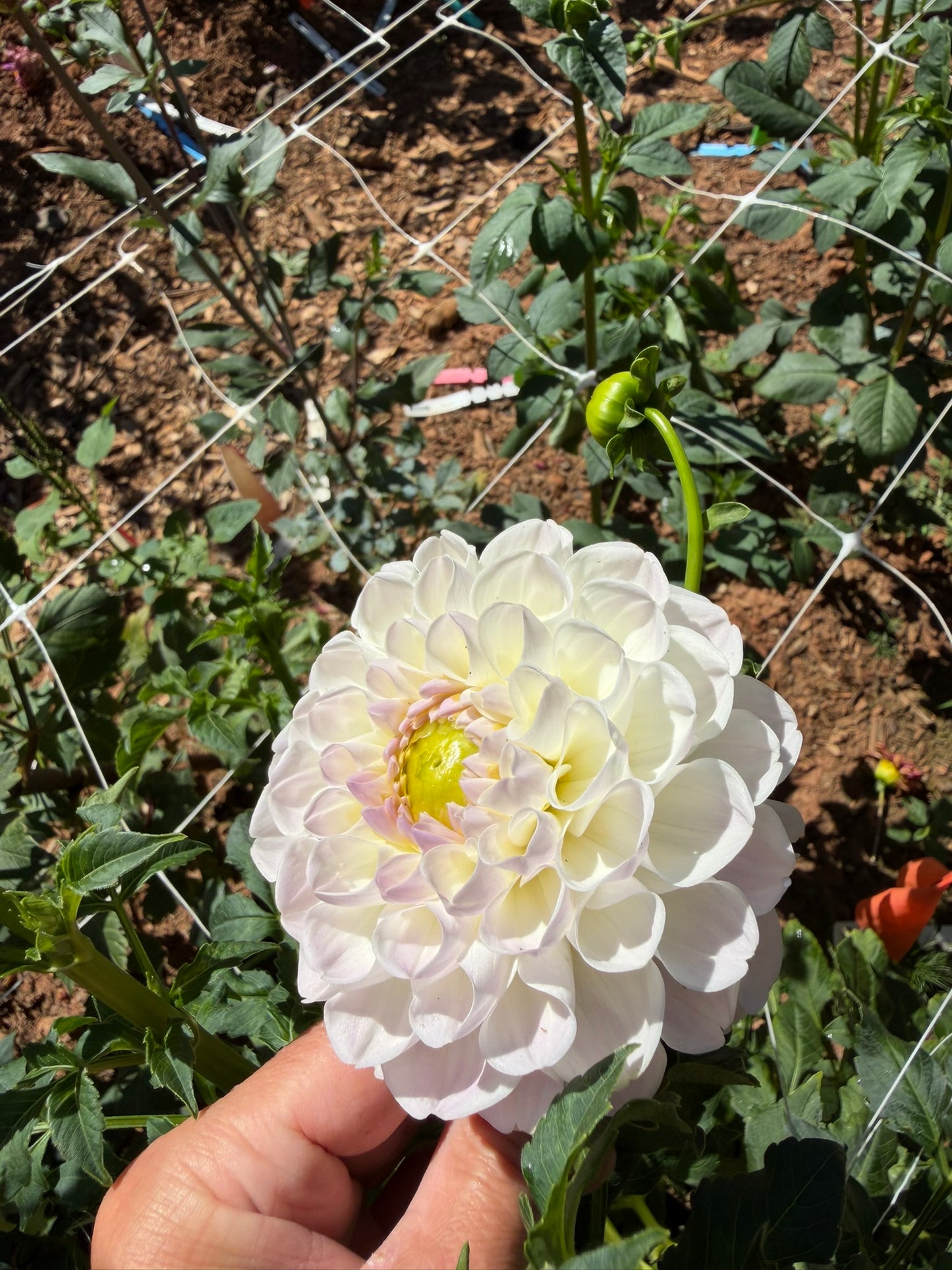Aprila Pileni