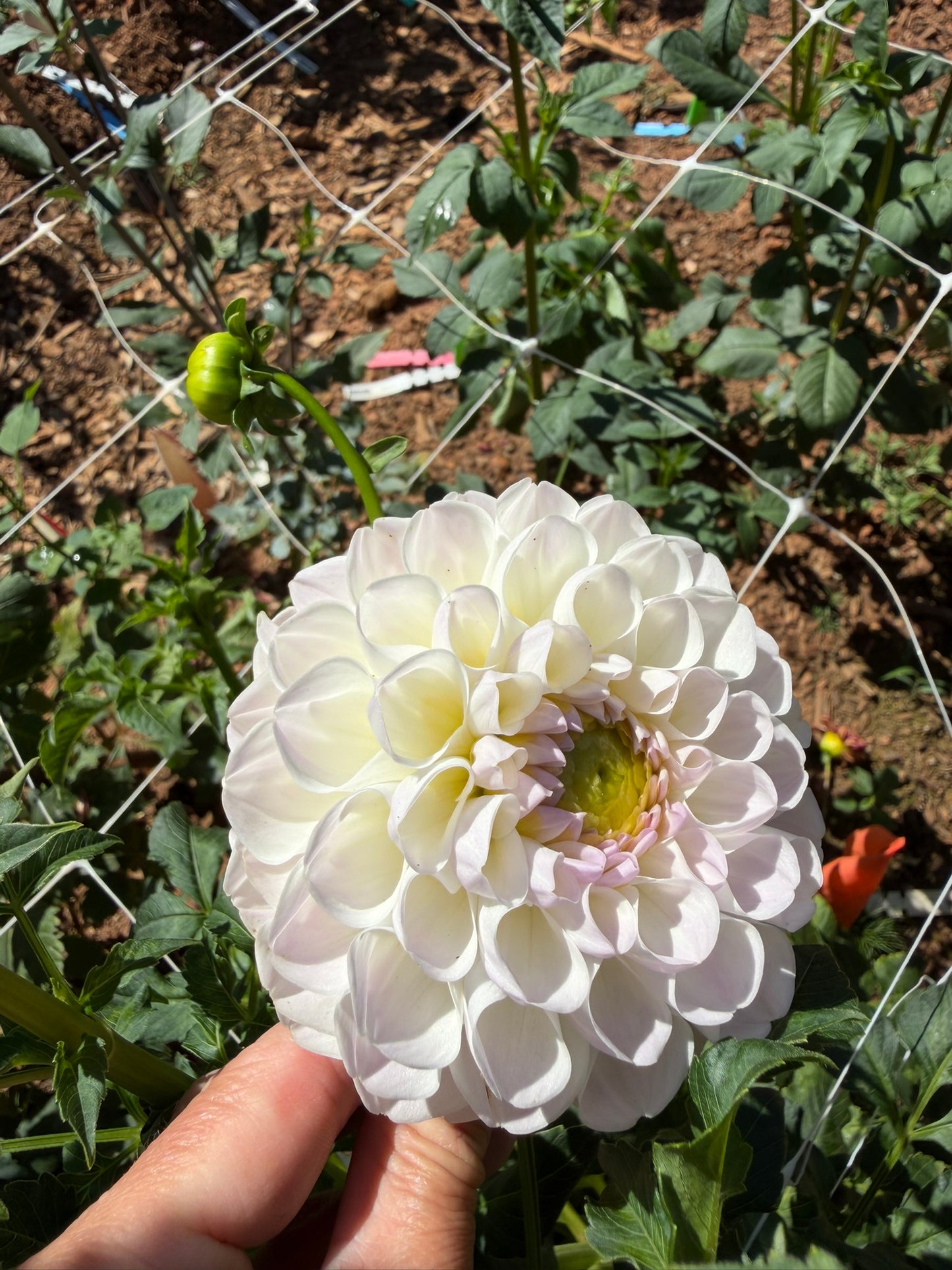 Aprila Pileni