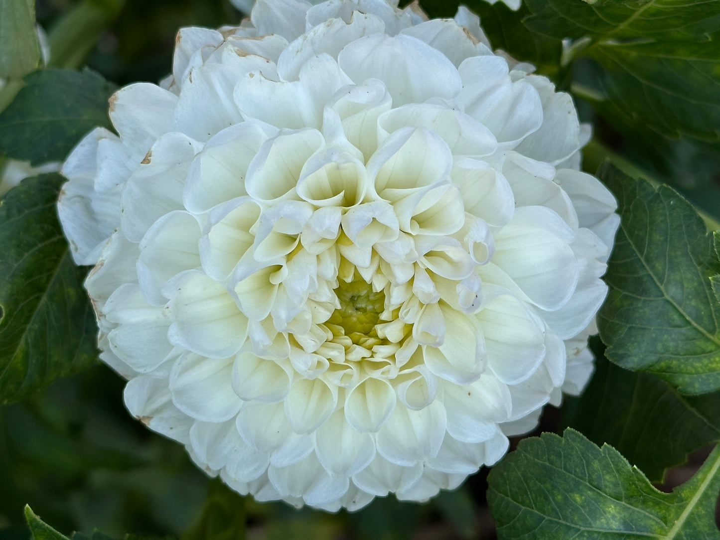 Aprila Pileni