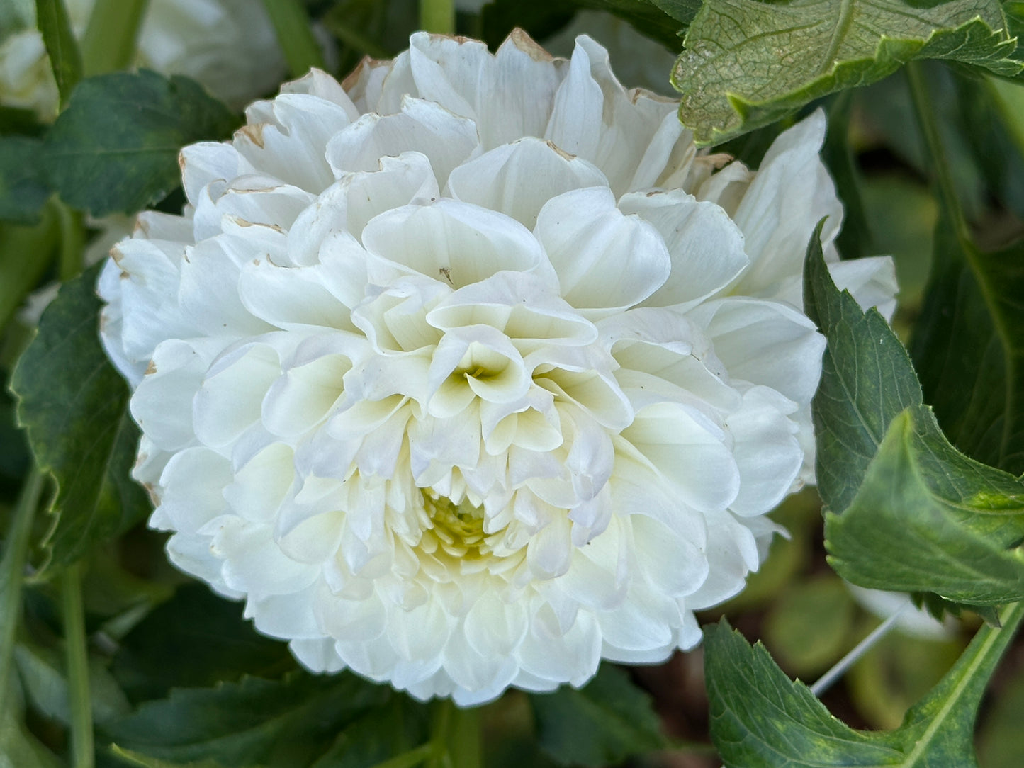 Aprila Pileni