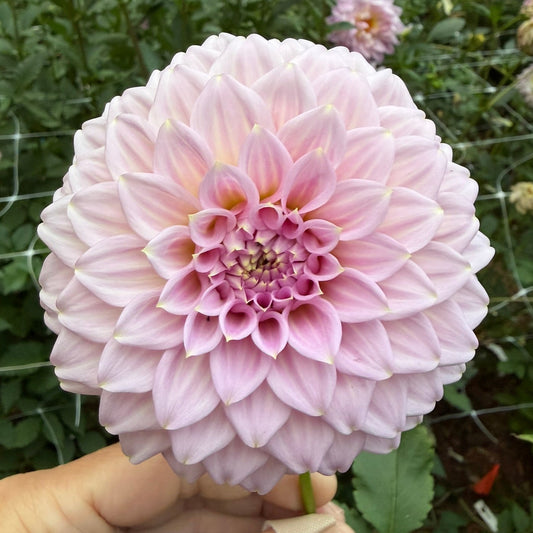Araluen Leatrice