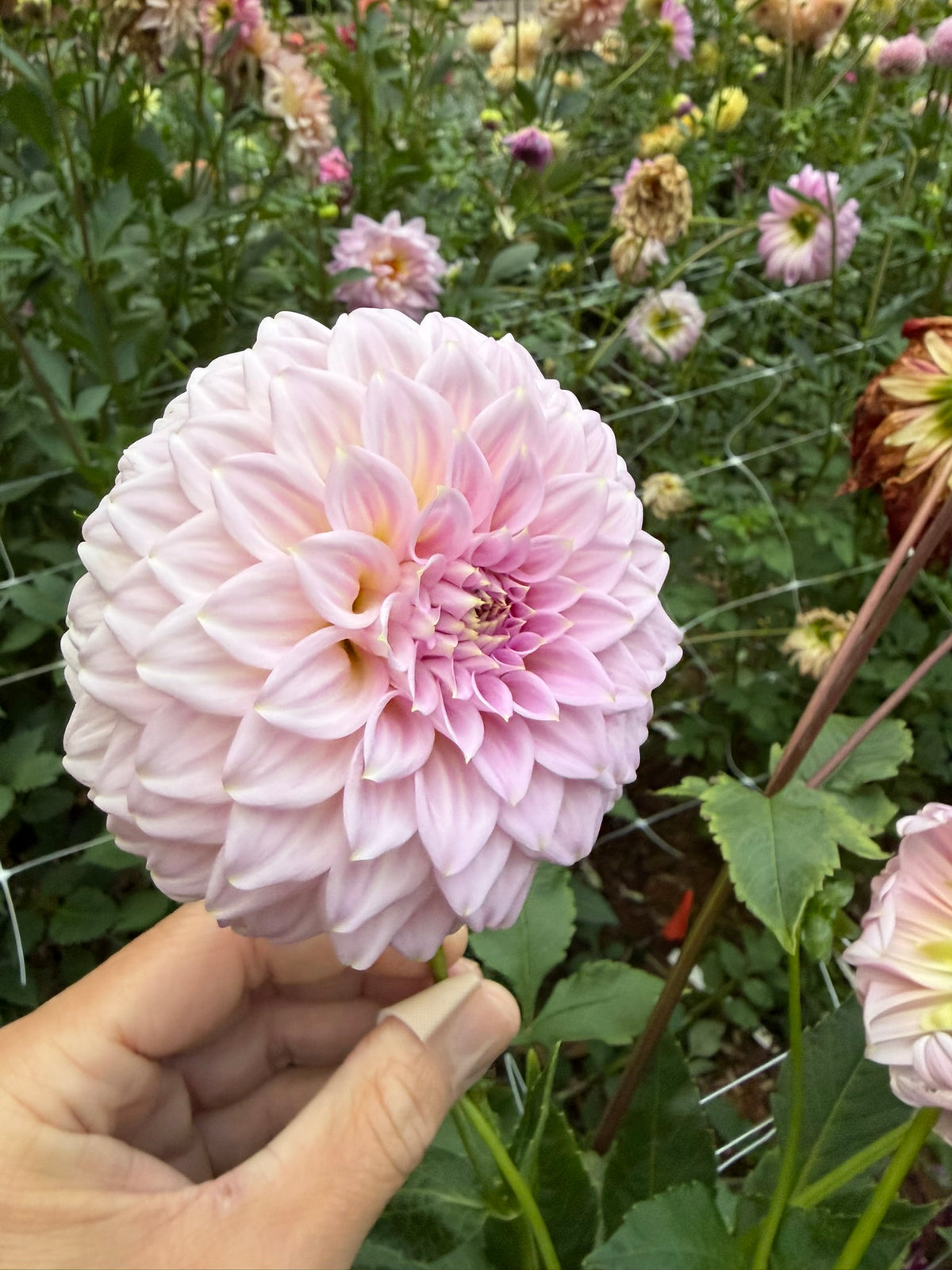 Araluen Leatrice