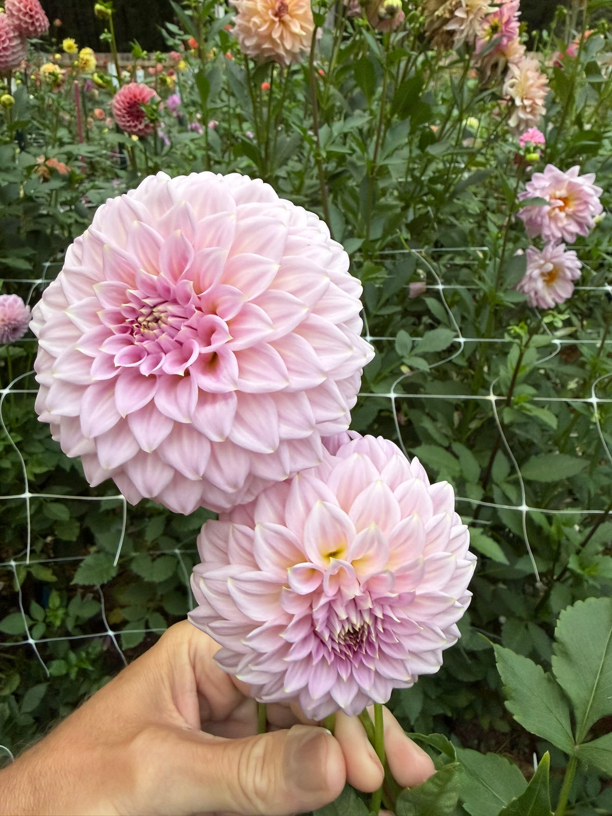 Araluen Leatrice