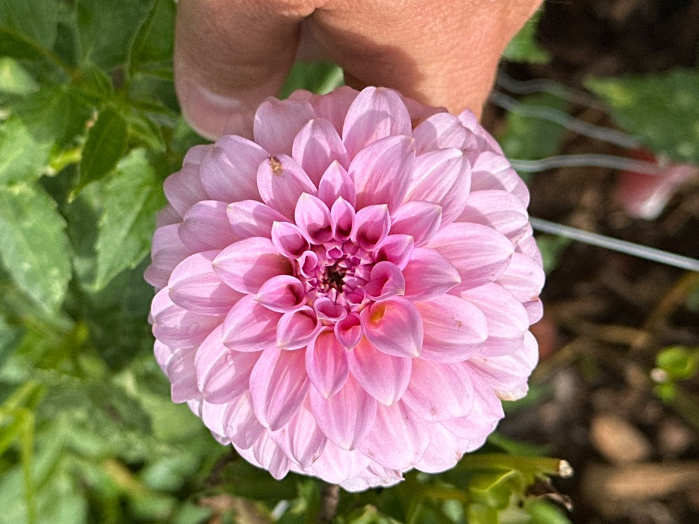 Araluen Leatrice