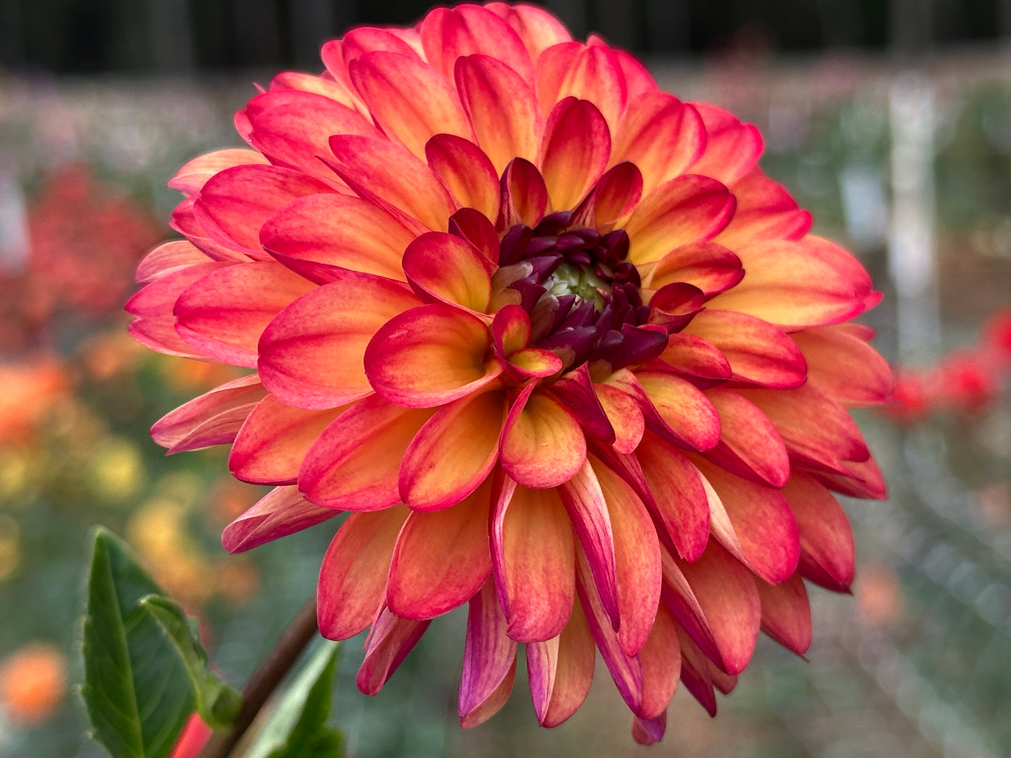 Autumn Pumpkin