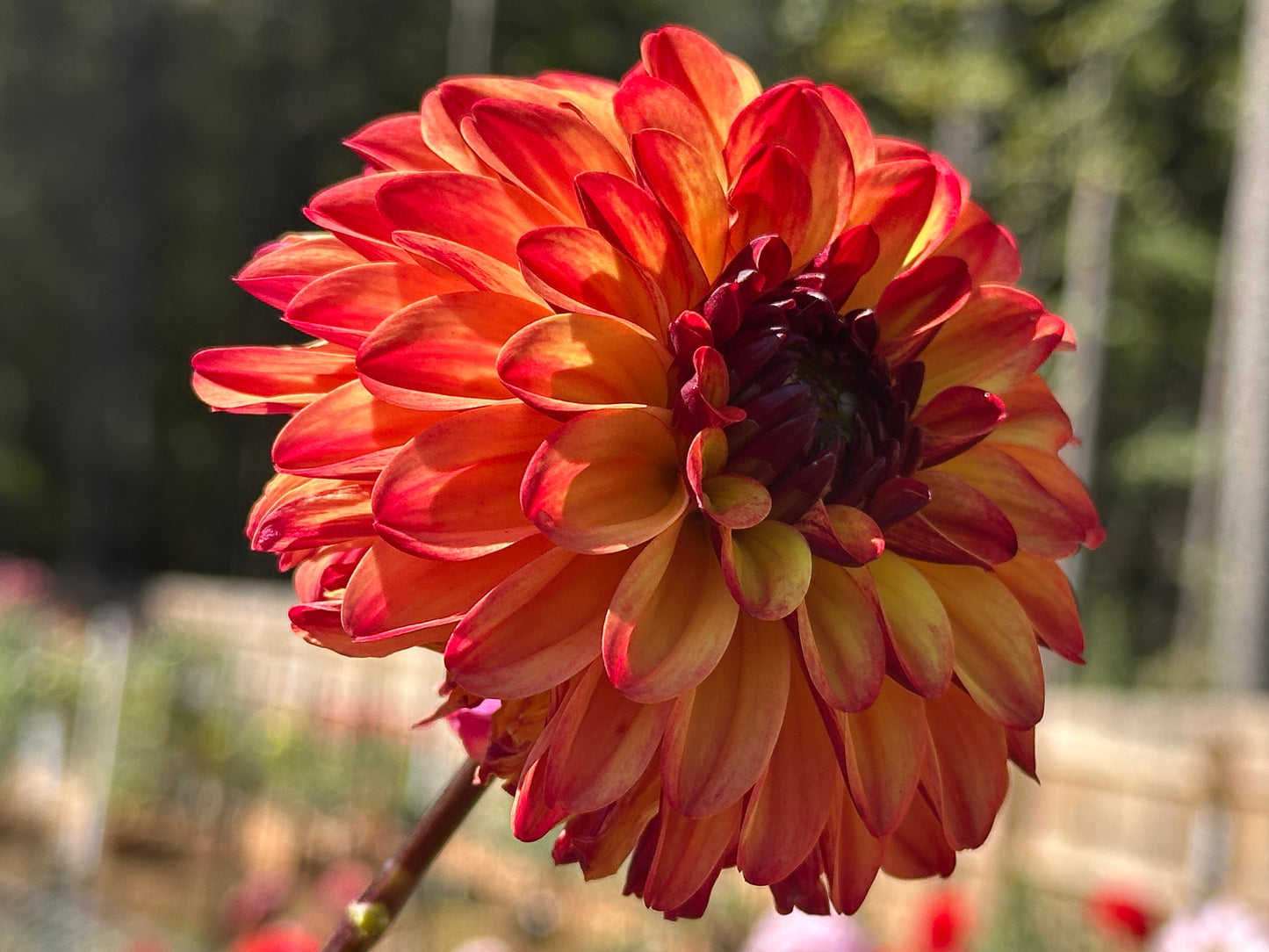 Autumn Pumpkin