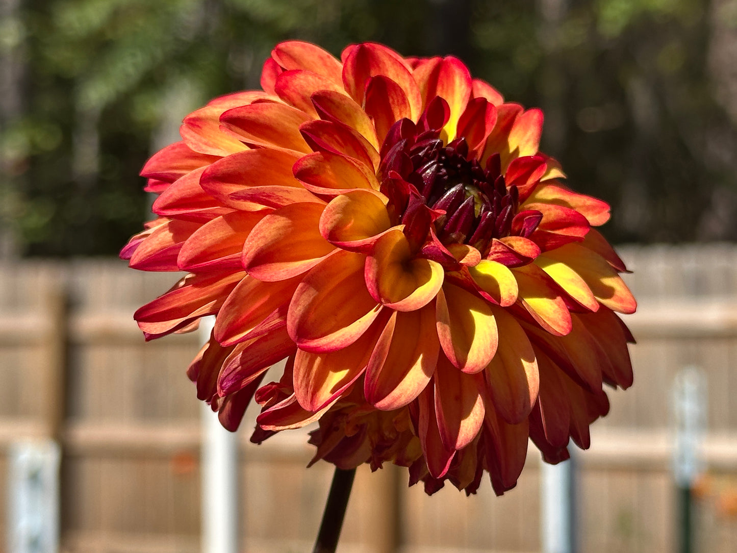 Autumn Pumpkin