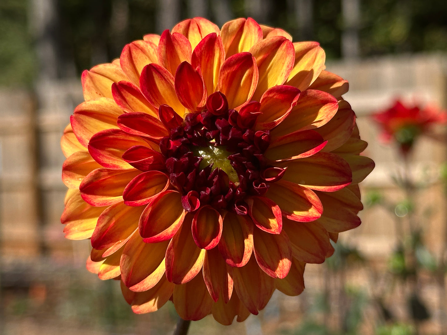 Autumn Pumpkin