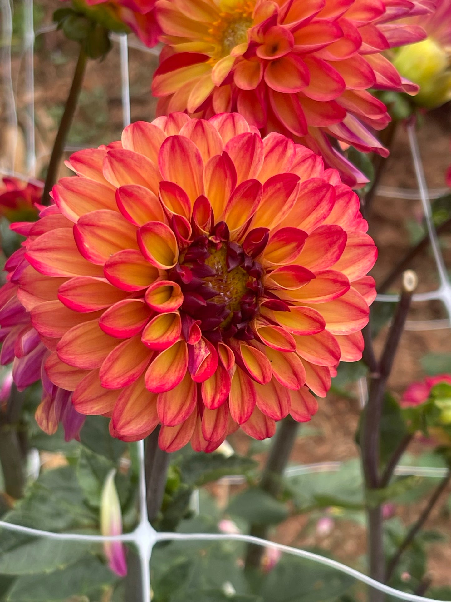 Autumn Pumpkin
